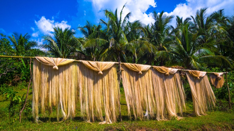 Bicol Grade S2 High-Tensile Raw Abaca Fiber